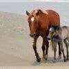 In The Lens Photography: "Wild Mustangs On The Beach, Mom And Foal" 1 In The Lens Photography: "Wild Mustangs On The Beach, Mom And Foal"