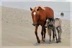 In The Lens Photography: "Wild Mustangs On The Beach, Mom And Foal"