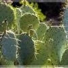 Decor In The Lens Photography: "Prickly Pear Cactus Close Up, Sedona"