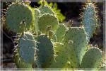 Decor In The Lens Photography: "Prickly Pear Cactus Close Up, Sedona"