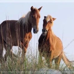 In The Lens Photography: "Wild Mustang Pair On The Beach" Decor