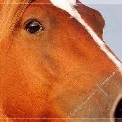 In The Lens Photography: "Wild Mustang Stallion Close Up"