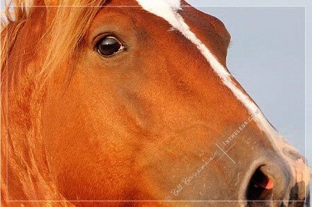 In The Lens Photography: "Wild Mustang Stallion Close Up" 3 In The Lens Photography: "Wild Mustang Stallion Close Up"