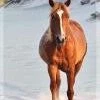 In The Lens Photography: "Wild Mustang Stallion On The Beach" Decor 1 In The Lens Photography: "Wild Mustang Stallion On The Beach" Decor