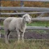 CMQ Photography: "Ewe Looking At Me"
