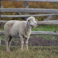CMQ Photography: "Ewe Looking At Me"