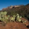In The Lens Photography: "Prickly Pear Cactus, Sedona" Decor 1 In The Lens Photography: "Prickly Pear Cactus, Sedona" Decor