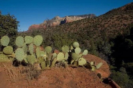 In The Lens Photography: "Prickly Pear Cactus, Sedona" Decor 3 In The Lens Photography: "Prickly Pear Cactus, Sedona" Decor