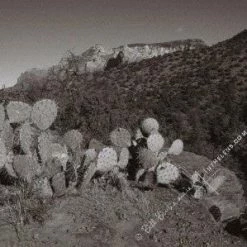 In The Lens Photography: "Prickly Pear Cactus, Sedona" Decor