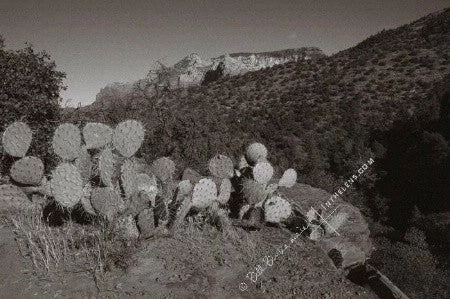 In The Lens Photography: "Prickly Pear Cactus, Sedona" Decor 4 In The Lens Photography: "Prickly Pear Cactus, Sedona" Decor