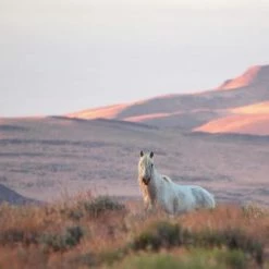 Decor CMQ Photography: "Bachelor"