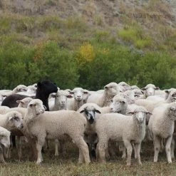 Decor CMQ Photography: "One In One Hundred"