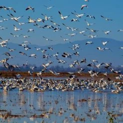 CMQ Photography: "Snow Geese"